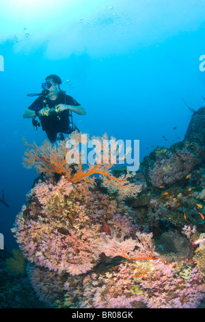 I subacquei a Isole Similan Underwater Park, Thailandia, Sud-est asiatico Foto Stock