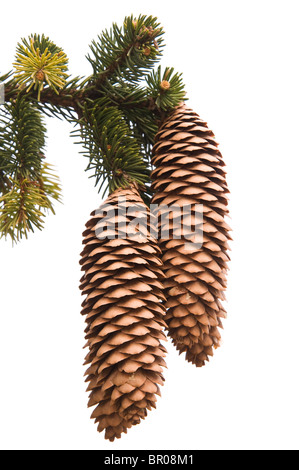 Coni di pino sul ramo di albero Foto Stock