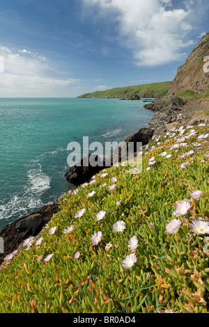 Nuova Zelanda, Isola del Sud, Oakins Bay. Nuova Zelanda impianto di ghiaccio (Disphyma australe), una specie autoctona, cresce su rupi costiere. Foto Stock