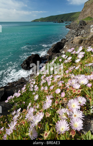 Nuova Zelanda, Isola del Sud, Oakins Bay. Nuova Zelanda impianto di ghiaccio (Disphyma australe), una specie autoctona, cresce su rupi costiere. Foto Stock