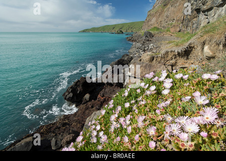 Nuova Zelanda, Isola del Sud, Oakins Bay. Nuova Zelanda impianto di ghiaccio (Disphyma australe), una specie autoctona, cresce su rupi costiere. Foto Stock