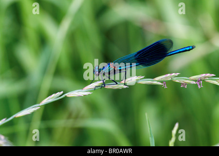 Blu del Damsel Fly Foto Stock