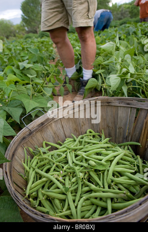 Cesto pieno di appena raccolto i fagiolini verdi nella parte anteriore del salariato agricolo Foto Stock