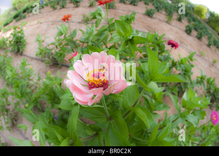 Bee di atterraggio su un fiore rosa Foto Stock
