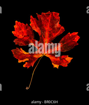 Rosso autunnale foglie isolate su nero con spazio di copia Foto Stock