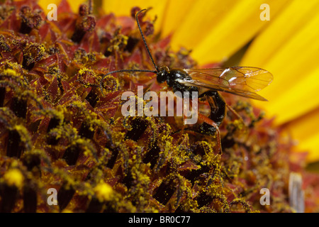 Un ichneumon wasp trafigge un girasole a gettare un uovo in un invisibile caterpillar nascondendo in fiore. Foto Stock