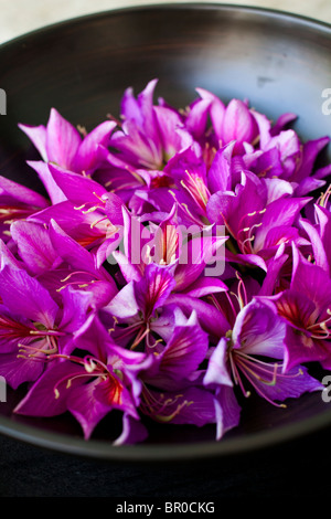 Viola Hong Kong Orchid fiori in un vaso di bambù Foto Stock