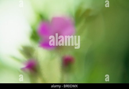 Impressionistica close up retroilluminato fiore rosa e boccioli di cicogne comune bill o Erodium cicutarium Foto Stock