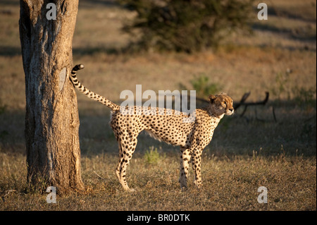 Cheetah profumo-marcatura (Acinonyx jubatus), Riserva di Mashatu, tuli block, Botswana Foto Stock