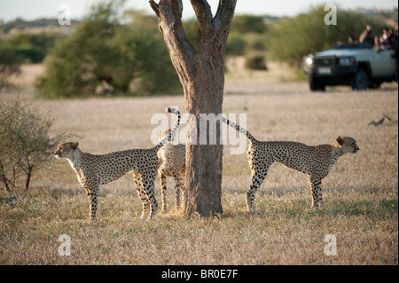 I turisti a guardare ghepardo su safari (Acinonyx jubatus), Riserva di Mashatu, tuli block, Botswana Foto Stock