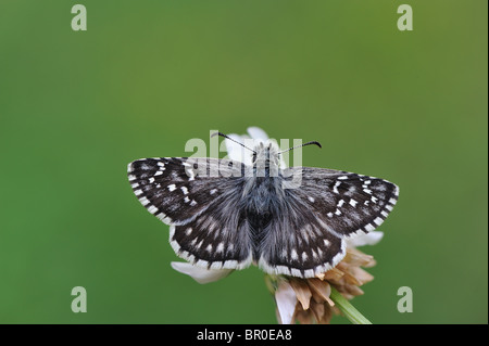 Il CARTAMO Skipper (Pyrgus carthami) raccogliendo il nettare sul fiore - Cevennes - Francia Foto Stock