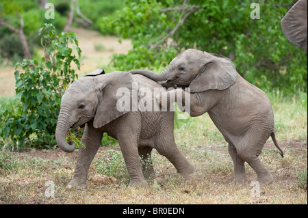 Baby elefanti africani la riproduzione ( Loxodonta africana africana), Riserva di Mashatu, tuli block, Botswana Foto Stock