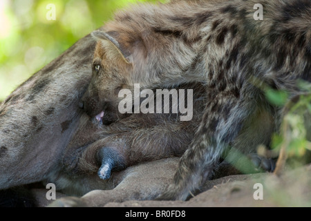 Avvistato iena con i cuccioli di allattamento (Crocuta crocuta), Riserva di Mashatu, tuli block, Botswana Foto Stock