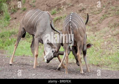 Maggiore kudu combattimento (Tragelaphus strepsiceros, Riserva di Mashatu, tuli block, Botswana Foto Stock