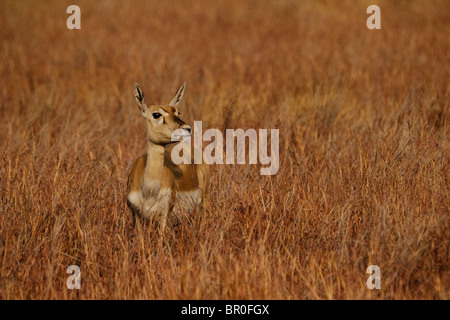 Blackbuck a velavadar Foto Stock