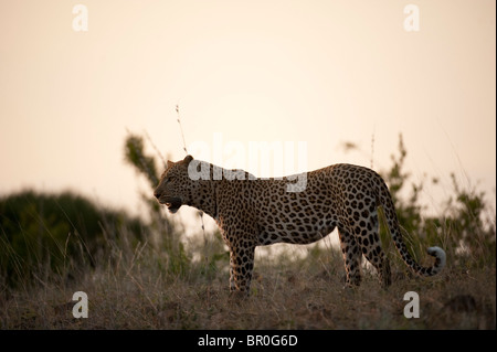 Leopard (Panthera pardus), Riserva di Mashatu, tuli block, Botswana Foto Stock
