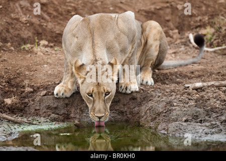 Lion bere (Panthero leo), Riserva di Mashatu, tuli block, Botswana Foto Stock