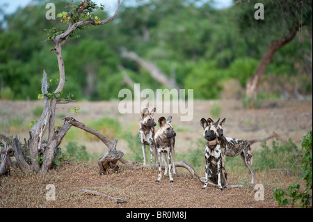 Cane selvatico con collare di radio per la ricerca (Lycaon pictus), Riserva di Mashatu, tuli block, Botswana Foto Stock