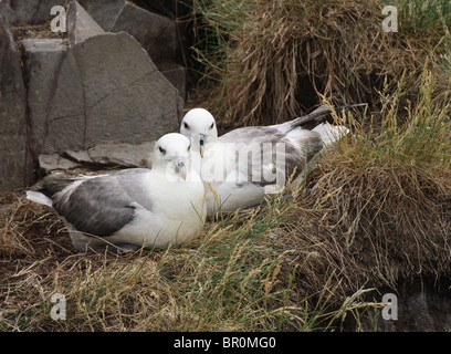 Coppia di fulmars (Fulmarus glacialis) sul nido - Isole farne, Northumberland, Regno Unito. Foto Stock