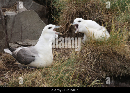 Coppia di fulmars (Fulmarus glacialis) sul nido - Isole farne, Northumberland, Regno Unito. Foto Stock