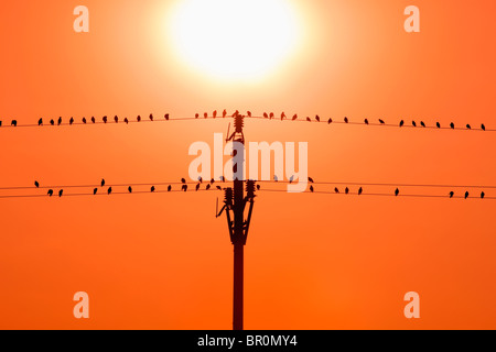 Gli uccelli seduti sui fili in sunset Foto Stock