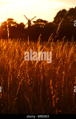 Erba di fieno illuminato dal sole che tramonta davanti al mulino a vento su Wimbledon Common, Wimbledon, London, Regno Unito Foto Stock