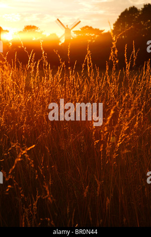 Erba di fieno illuminato dal sole che tramonta davanti al mulino a vento su Wimbledon Common, Wimbledon, London, Regno Unito Foto Stock