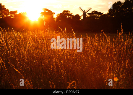 Erba di fieno illuminato dal sole che tramonta davanti al mulino a vento su Wimbledon Common, Wimbledon, London, Regno Unito Foto Stock