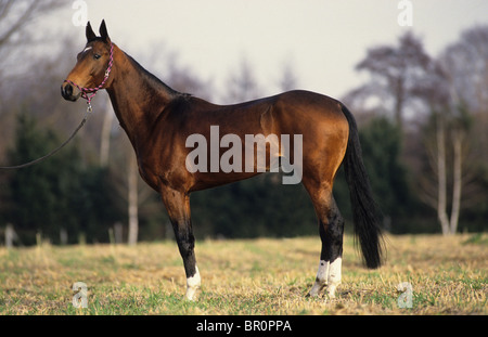 Akhal-Teke (Equus caballus ferus). Stallone in piedi su un prato Foto Stock