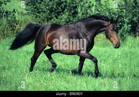 Hanoverian Cavallo (Equus caballus ferus) al trotto su un prato. Foto Stock