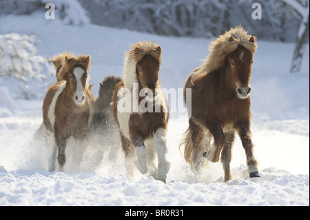 Cavallo islandese (Equus caballus ferus). Cinque persone al galoppo verso la telecamera. Foto Stock