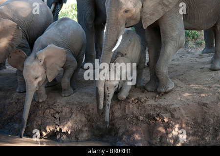 Gli elefanti africani di bere ( Loxodonta africana africana), Riserva di Mashatu, tuli block, Botswana Foto Stock