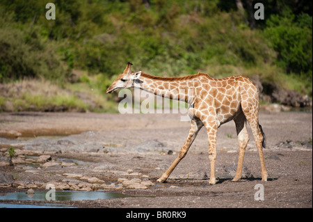 Southern giraffe bere (Giraffa camelopardalis giraffa), Riserva di Mashatu, tuli block, Botswana Foto Stock