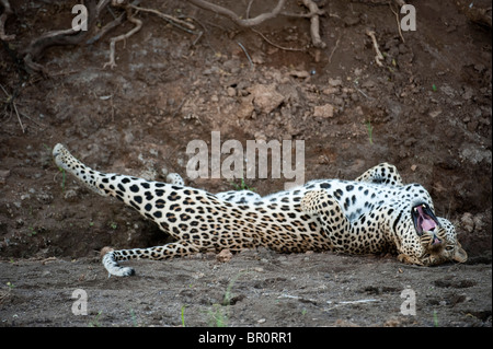 Leopard giacente in un letto del fiume (Panthera pardus), Riserva di Mashatu, tuli block, Botswana Foto Stock