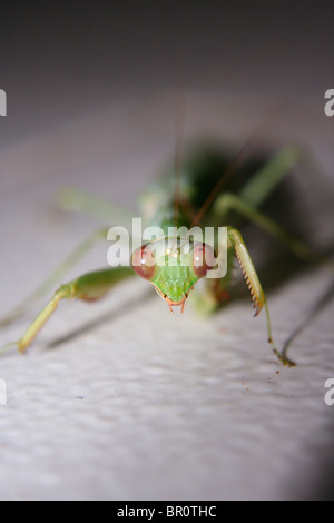 Verde Mantide Religiosa (Hierodula membranacea) con rosso / marrone occhi in Bandhavgarh, India Foto Stock