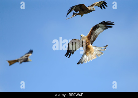 Tre aquiloni rosso in volo diverbio su alimenti Foto Stock