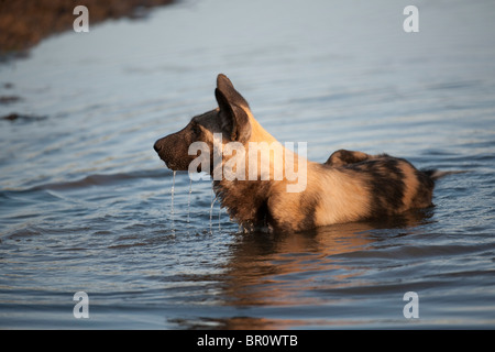 Cane selvatico bere (Lycaon pictus), Riserva di Mashatu, tuli block, Botswana Foto Stock