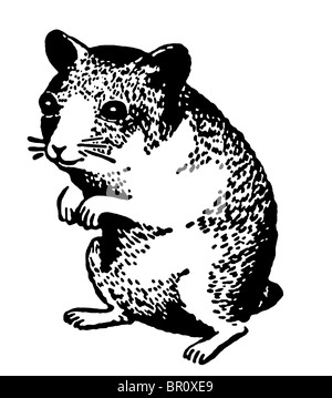 Una versione in bianco e nero di un'illustrazione di un criceto in piedi sulle zampe posteriori Foto Stock