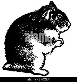 Una versione in bianco e nero di un'illustrazione di un criceto in piedi sulle zampe posteriori Foto Stock