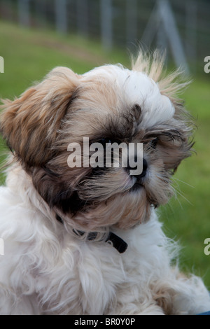 Il jack 13 settimane vecchio Shih Tzu Foto Stock