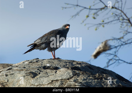 Dark salmodiare astore (Melierax metabates), il Parco Nazionale del Serengeti, Tanzania Foto Stock