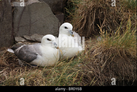 Coppia di fulmars (Fulmarus glacialis) sul nido - Isole farne, Northumberland, Regno Unito. Foto Stock