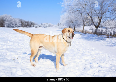 Giallo Labrador Retriever godendo una giornata al parco su un gelido giorno d'inverno. Winnipeg, Manitoba, Canada. Foto Stock