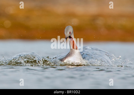 Rosso-throated DIVER (Gavia stellata) spruzzi al lago remoto Foto Stock