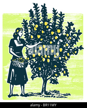 Una donna raccolta di mele da un albero Foto Stock