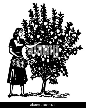 Una versione in bianco e nero di una donna raccolta di mele da un albero Foto Stock