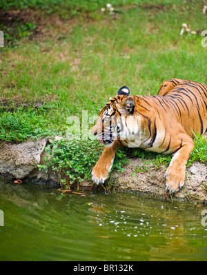 Tiger: la malese vicino laghetto in giardino zoologico Foto Stock