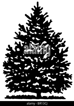 Una versione in bianco e nero di un Natale di pino Foto Stock