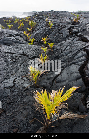 New Coconut palms planted in the pahoehoe lava of Kaimu Beach. New plantings are a tribute to a local resident Foto Stock