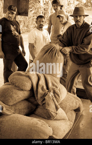 La pesatura del chicco di caffè Harvest - monocromatico. Un gruppo di 5 lavoratori carichi di sacchi di caffè verde su una bilancia per la pesatura. Foto Stock